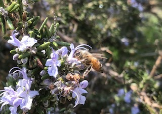 IMG_4480.jpg
