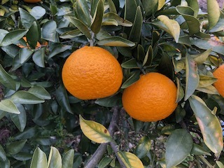 IMG_5528.jpg