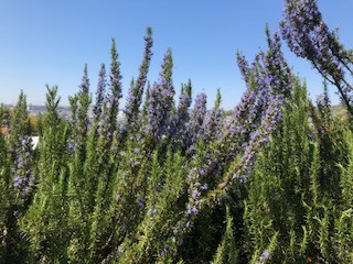 IMG_5899.jpg