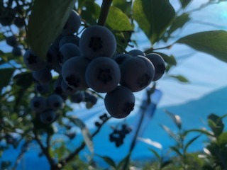 IMG_6387.jpg
